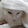 Profilbild von Caçambito, o gato Bruxão