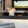 Sandy Squeak's profile picture