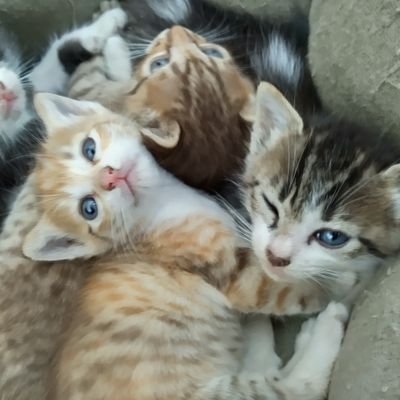 nekomichi3457's profile picture