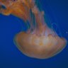 jellyfishhhh's profile picture