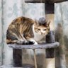 悟レブロン's profile picture