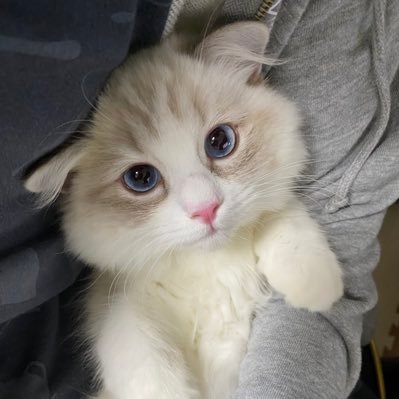 メア's profile picture