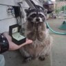 Wakanda Citizen's profile picture