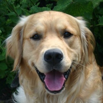 PipTheDog5's profile picture
