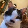 パパ（マチルダという猫の） profil fotoğrafı