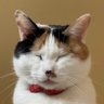 🐱❤🦇梨恵🍥's profile picture