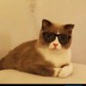 Meowgical 的头像