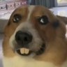 Tota K.K.'s profile picture