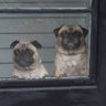 Ernie D Pug's profile picture