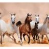 Фото профиля العنزي