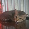MissHiHi's profile picture