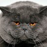 LaUriburu profil fotoğrafı