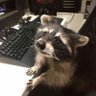 Machape 🦝's profile picture