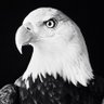 Brandon Lee Gowton's profile picture