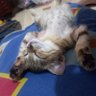 AvaLoveCat profil fotoğrafı