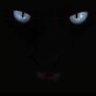 Darter Blue's profile picture