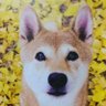 Profilbild von 隼人
