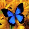 Profilbild von Palavras ao Vento 🦋