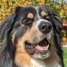 Profilbild von Stephen Hus