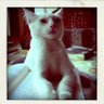 JOHAN SEBASTIAN BALM's profile picture