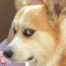小猫猫's profile picture