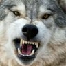 U.m.u.r.o.r.e.r.e's profile picture