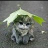 kedi profil fotoğrafı