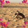 albadi1235's profile picture