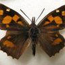 Libythea Celtis 的头像