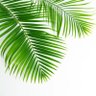 tropicalwi's profile picture