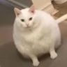 Piqto's profile picture