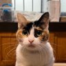 ちむちゃん profil fotoğrafı