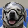Profilbild von Maxazul