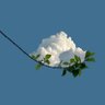 عمار المقرمي profil fotoğrafı