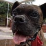Perro de casa profil fotoğrafı