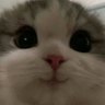KD profil fotoğrafı