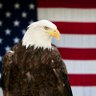 Land of the FREE Home of the BRAVE 的头像