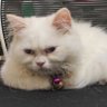 Chimo's profile picture