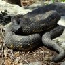 Фото профиля Quabbin Rattlesnake