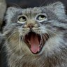 にゃあラブ profil fotoğrafı