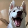Kitties and doggies's profile picture