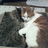 Profilbild von 世界のユウ☆猫帝王(本人)と他0.9億人