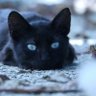 Neko Nora profil fotoğrafı