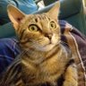 Robert Gigot's profile picture