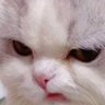 Wan.S's profile picture