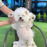 White Poodle profil fotoğrafı