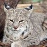 Profilbild von Bobcat