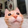 niuton's profile picture