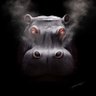 Profilbild von Jason Howard
