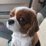 Lisa's profile picture
